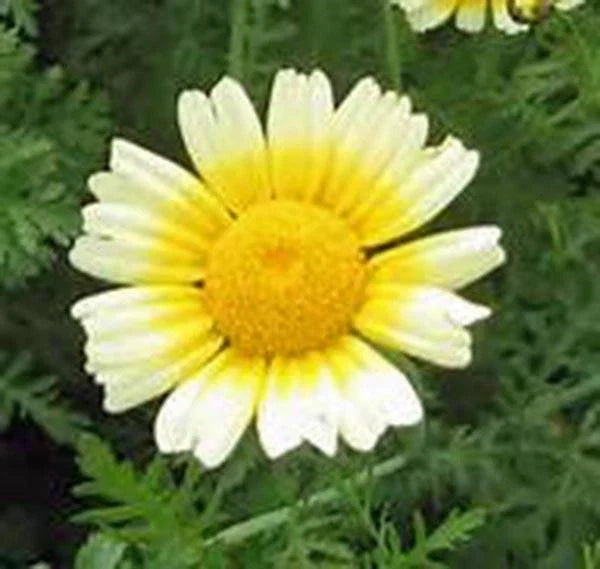 Garland Daisy Seeds - 100+ Newly Harvested Seeds - Bright Yellow Flowers - Euryops pectinatus