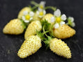 Yellow Wonder Strawberry Seeds - 50 Non-GMO Seeds for Planting - Fragaria x ananassa
