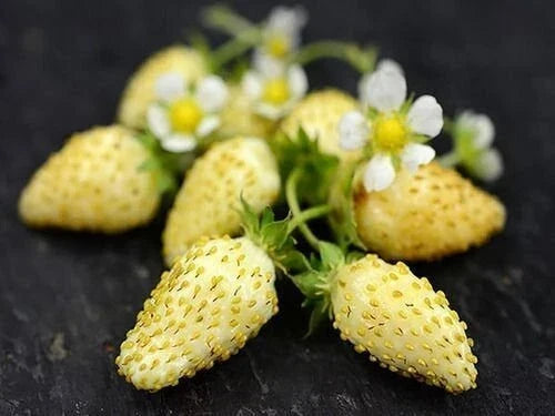 Yellow Wonder Strawberry Seeds - 50 Non-GMO Seeds for Planting - Fragaria x ananassa