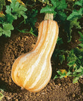 Orange Striped Cushaw Squash Seeds - Organic USA Seeds - 10 Pack - Cucurbita maxima