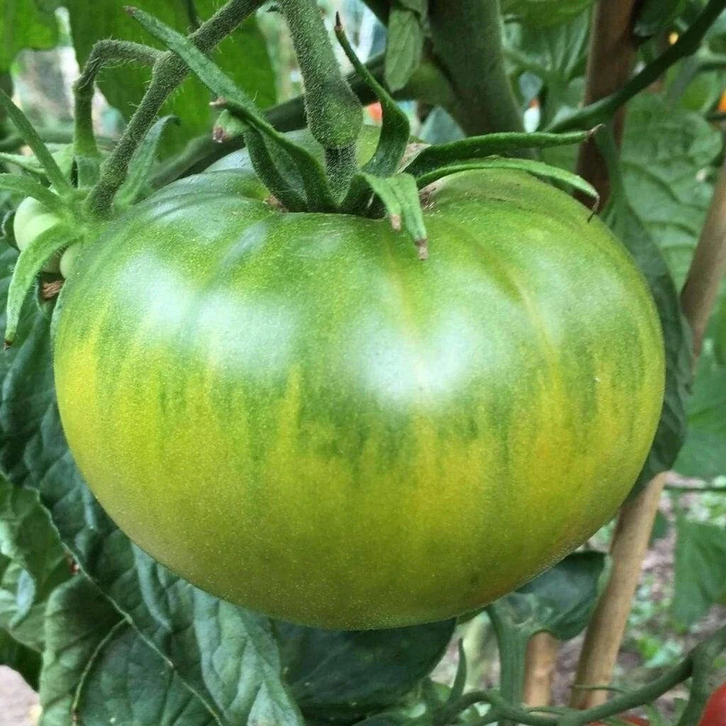 Aunt Ruby's German Green Tomato Seeds - Rare Beefsteak Variety - 30 to 2000 Seeds - Heirloom Tomato (Solanum lycopersicum)