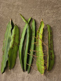 Lot of 6 Dragon Fruit Cuttings - 2 Vietnam White, 3 Red, 2 Purple - Hylocereus undatus & Hylocereus costaricensis