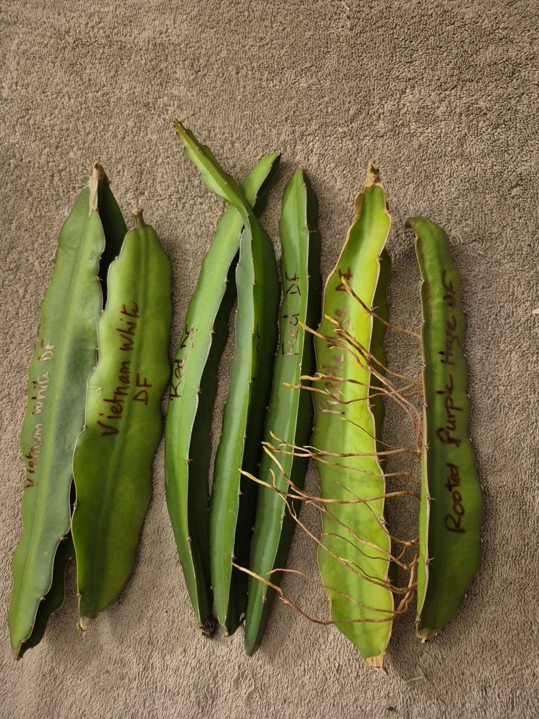 Lot of 6 Dragon Fruit Cuttings - 2 Vietnam White, 3 Red, 2 Purple - Hylocereus undatus & Hylocereus costaricensis