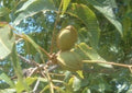 Live Pecan Tree Seedlings - 2 Pack - Rooted for Planting - Carya illinoinensis