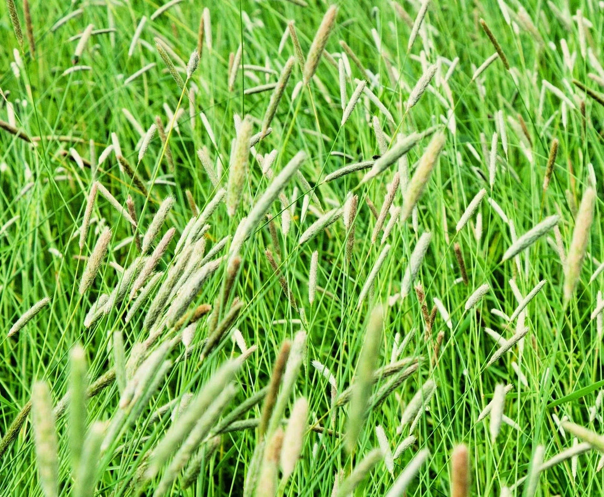 Timothy Grass Seeds for Planting - Climax Variety, Cover Crop, Hay Grass, Deer & Wildlife Forage
