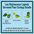 Unrooted Plant Cuttings - 3 Pack - Burle Marx Philodendron, Neon Pothos, Marble Queen - Indoor Houseplants