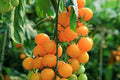 Gold Nugget Cherry Tomato Seeds - 120+ Organic Heirloom - Super Sweet - Solanum lycopersicum
