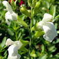Salvia Greggii White 1 Gallon Plant - Live Fully Rooted Perennial Herb (Salvia greggii)