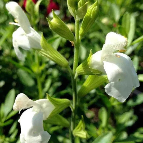 Salvia Greggii White 1 Gallon Plant - Live Fully Rooted Perennial Herb (Salvia greggii)