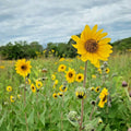 Downy Sunflower 100 Seeds - Native Prairie Wildflower - Drought-Tolerant Summer & Fall Blooms - Helianthus mollis