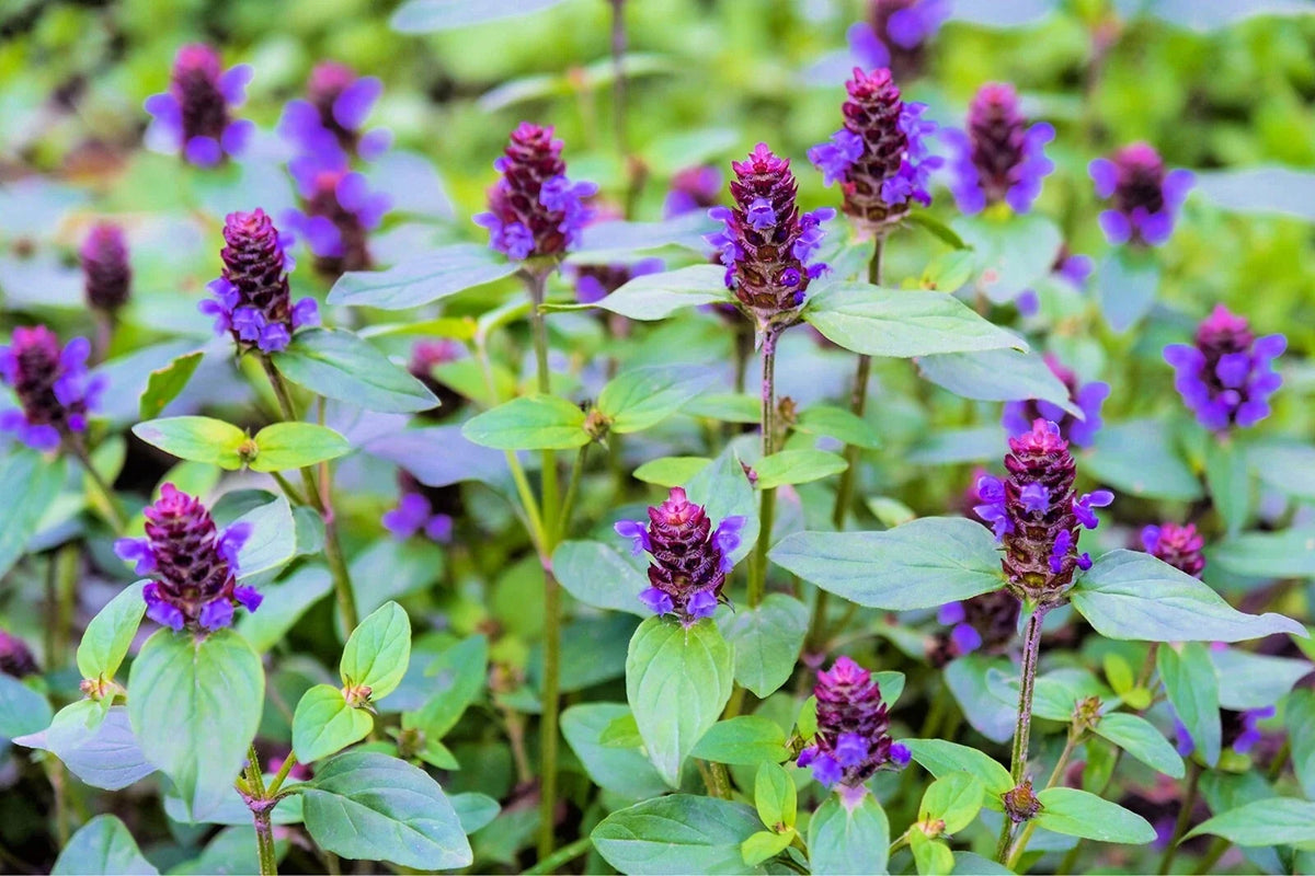 Heal All Seeds - Self Heal, Dragon Head Variety - Heart of the Earth - Healing Herbs (Prunella vulgaris) - Free Shipping