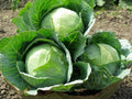 Cabbage Seeds - 1000+ Heirloom Danish Ballhead - NON GMO - Fresh