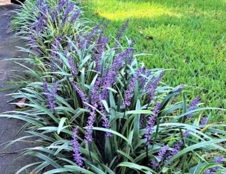 Monkey Grass Bare Root Plants, Big Blue Clumping Variety, Liriope Spicata, 60 Count for Lush Ground Cover