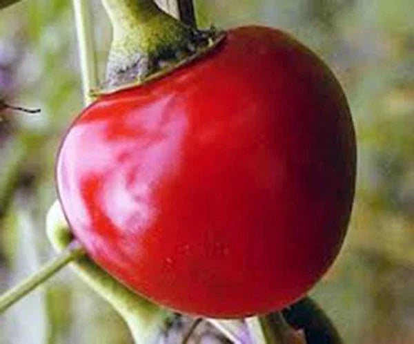 Large Hot Cherry Pepper Seeds, Heirloom, Non-GMO, 20+ Seeds, Capsicum annuum, Spicy Hot Pepper Variety