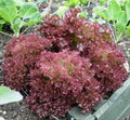 Red Leaf Lettuce Seeds - Lolla Rosa Heirloom, Non-GMO, 500 Seeds - Perfect for Home Gardening and Organic Growing