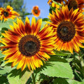 RattleFree Sunflower Seeds 50 Count | Heirloom Non-GMO Red Sun (Helianthus annuus)