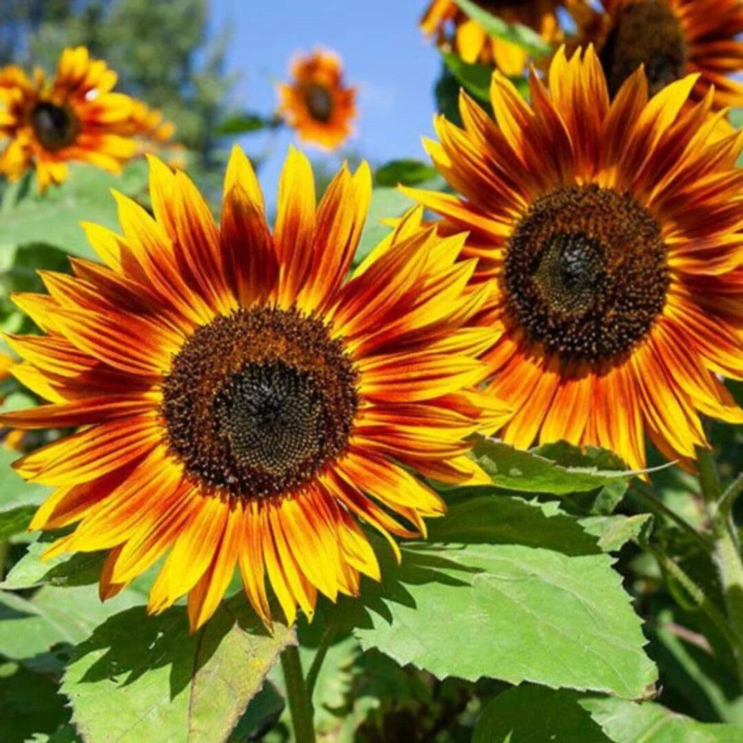 RattleFree Sunflower Seeds 50 Count | Heirloom Non-GMO Red Sun (Helianthus annuus)