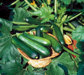 Zucchini Seeds - Black Beauty Variety - Fresh Heirloom Vegetable Seeds - Cucurbita pepo