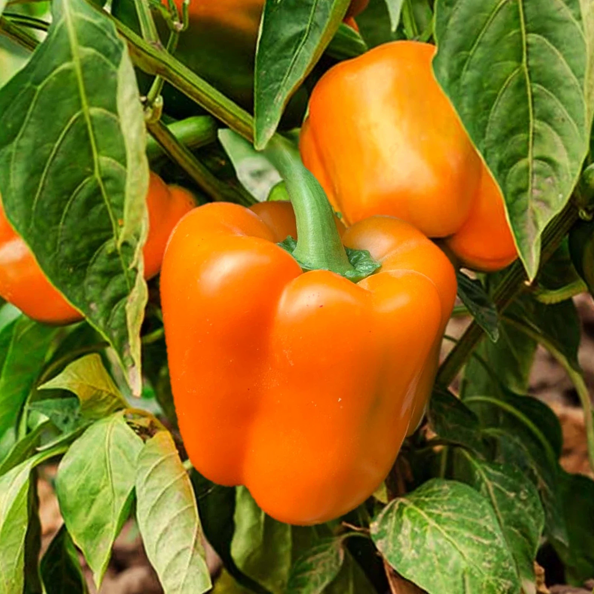 Orange Sun Sweet Bell Pepper Seeds - Heirloom Non-GMO Crisp Variety - Perfect for 2025 Planting