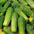 National Pickling Cucumber Seeds - 25+ Organic Non-GMO Heirloom Seeds - Cucumis sativus