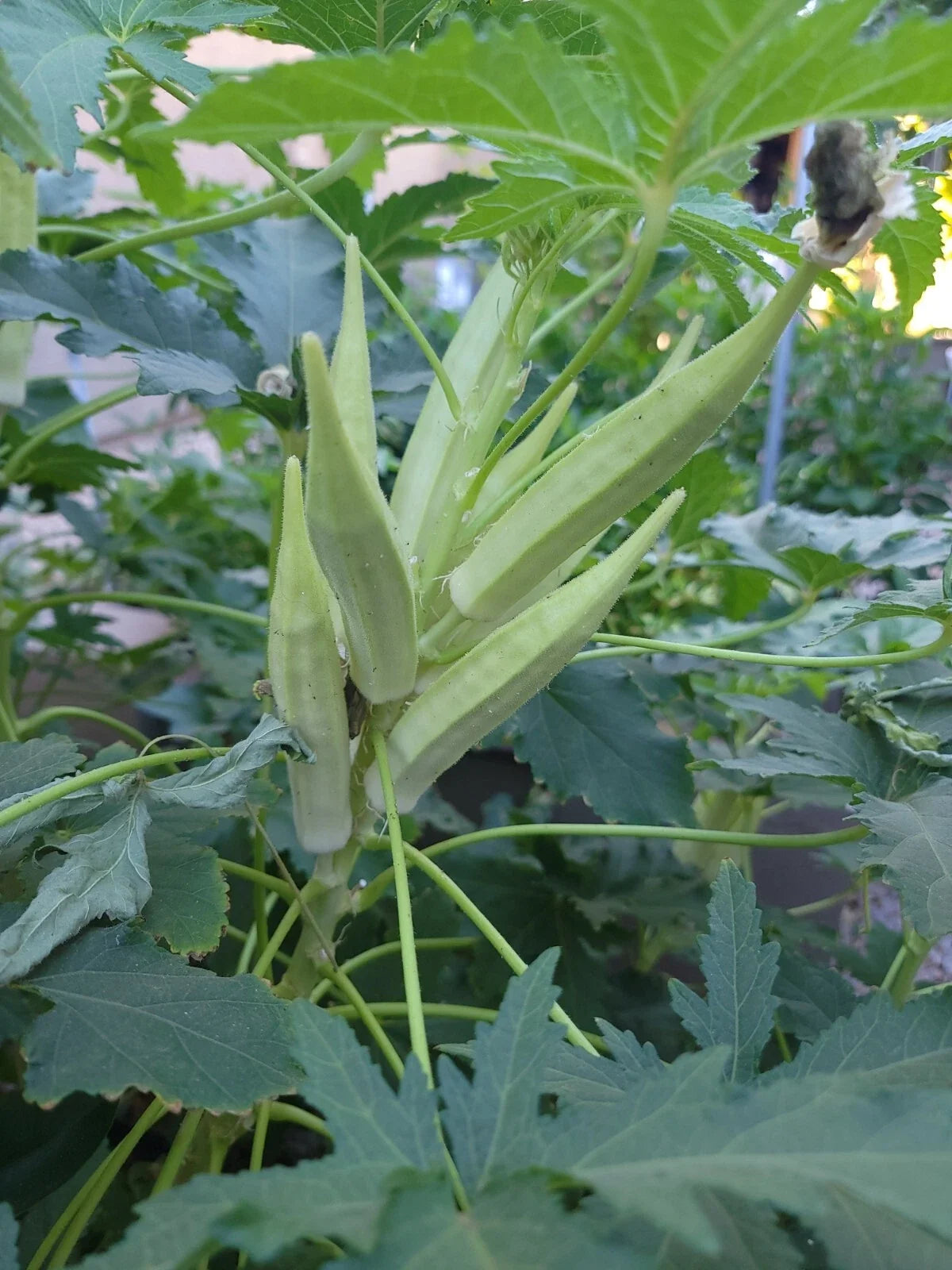 Okra Seeds - Organic NON-GMO Bhindi/Bamia Heirloom - 70 Year Family Variety
