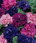 Petunia Seeds - 50 Double Red Pink Purple Mix - Ideal for Containers & Hanging Baskets - Petunia x hybrida
