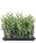 Emerald Green Arborvitae Trees - 10 Starter Plants, Thuja occidentalis 'Emerald Green', Privacy Shrubs, Cold Hardy, Pyramidal Shape