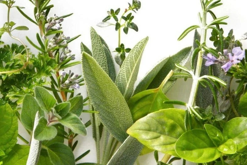 Culinary Herb Garden Seed Set, 16 Individual Packages, Variety of Culinary Herbs, Includes Basil, Thyme, Parsley, Oregano