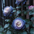 20pcs "FALL IN LOVE" Rose Seeds - Fast Germination, Easy Care for Gardeners - Rosa spp.