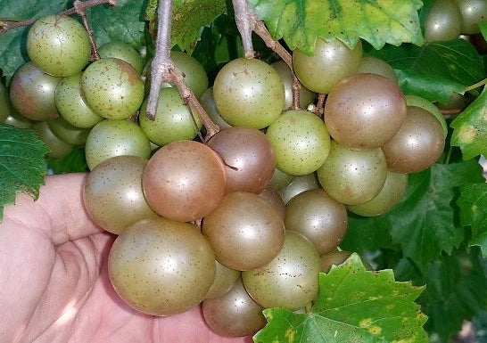 5 Muscadine Grape Vines Bare Root - Vitis rotundifolia - Self-Fertile, Fast-Growing, Zones 7-10