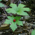 Goldenseal Yellow Roots 10-Pack Hydrastis canadensis Bare Root Wild Fresh
