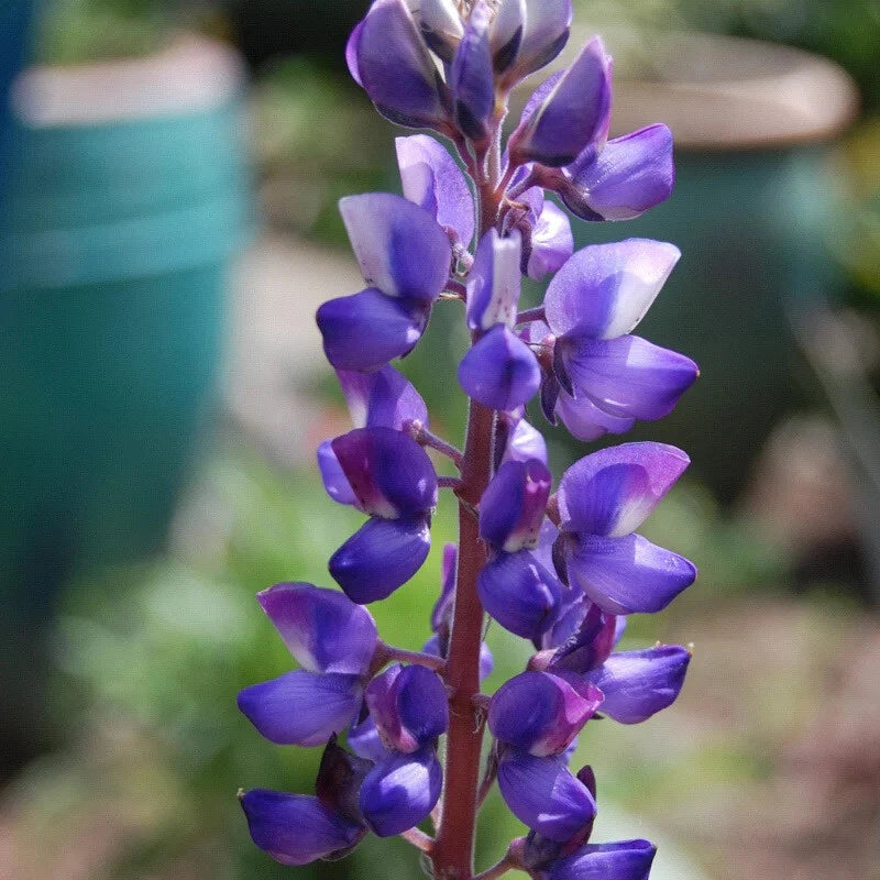 Lupin Flower Seeds - Arroyo Lupine, Eye-Catching Blooms - Lupinus succulentus