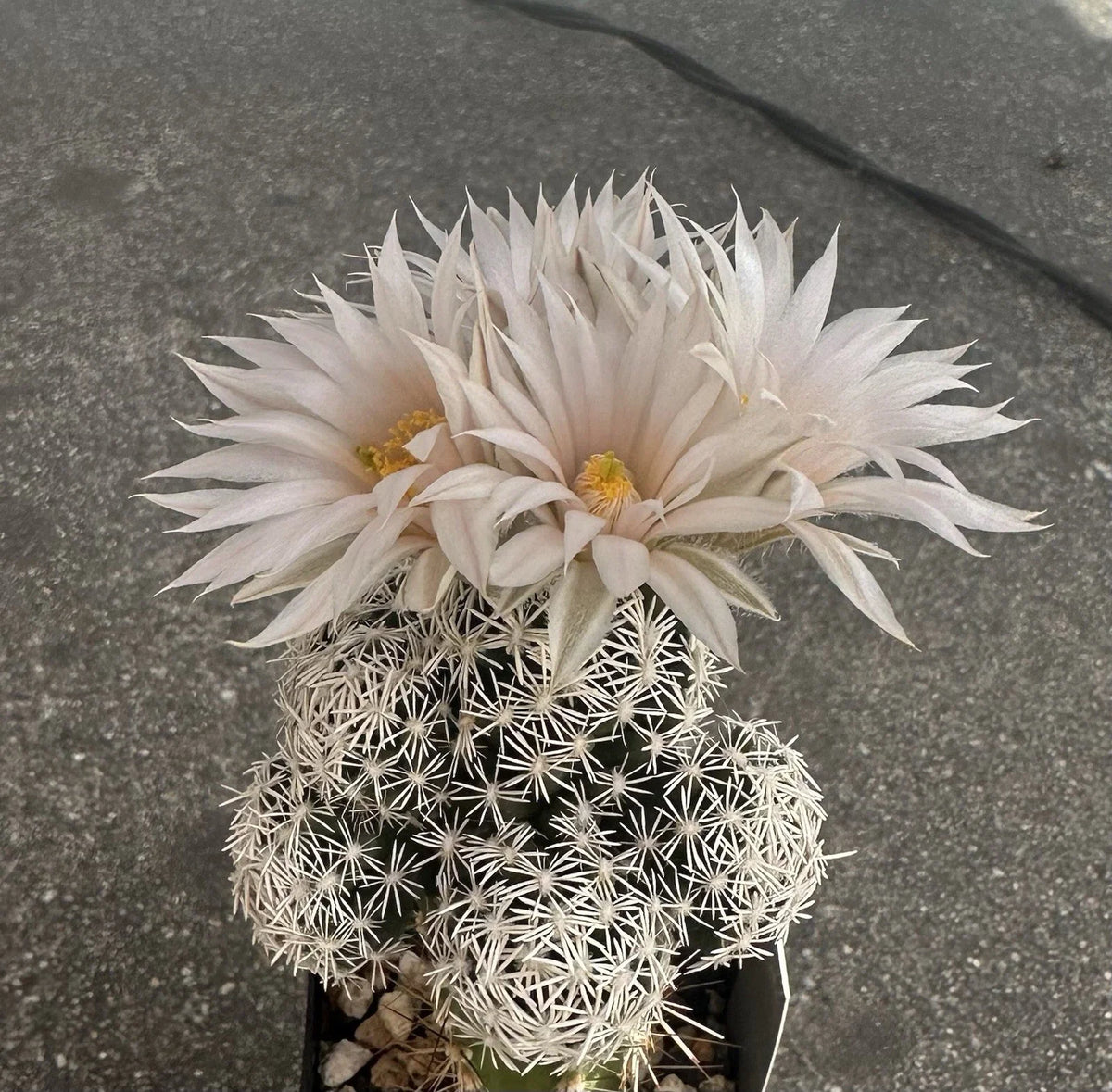 25 Seeds Escobaria Abdita Cactus Seeds | Rare Succulent Seeds for Planting | Unique Desert Flora