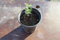 Desert Ironwood Tree - Well Rooted Bonsai - Olneya Tesota - Unique Indoor Plant