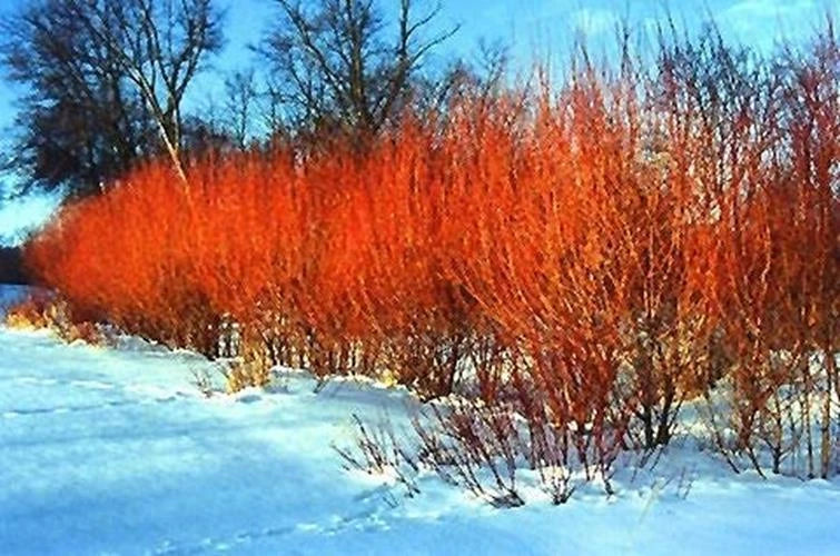 Flame Willow Tree - Unique Rare Variety - Vibrant Orange and Red Bark - Salix 'Flame'