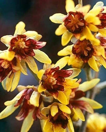Wintersweet Bonsai Tree Seeds - 10 Pack - Chimonanthus praecox - Fragrant Flowering Seeds for Indoor/Outdoor Gardening