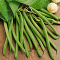 Heirloom Green Bean Seeds | Non-GMO Vegetable Seed | Provider Variety | Fast Shipping 2025
