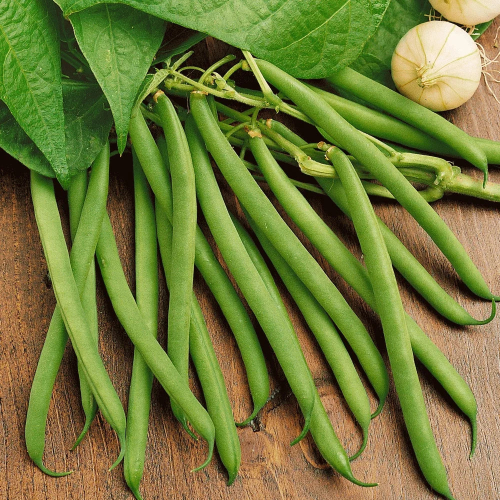Heirloom Green Bean Seeds | Non-GMO Vegetable Seed | Provider Variety | Fast Shipping 2025