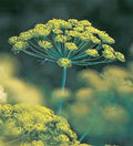 Dill Seed - Heirloom Bouquet - Non-GMO - 100 Seeds - Spice Herb - Anethum graveolens