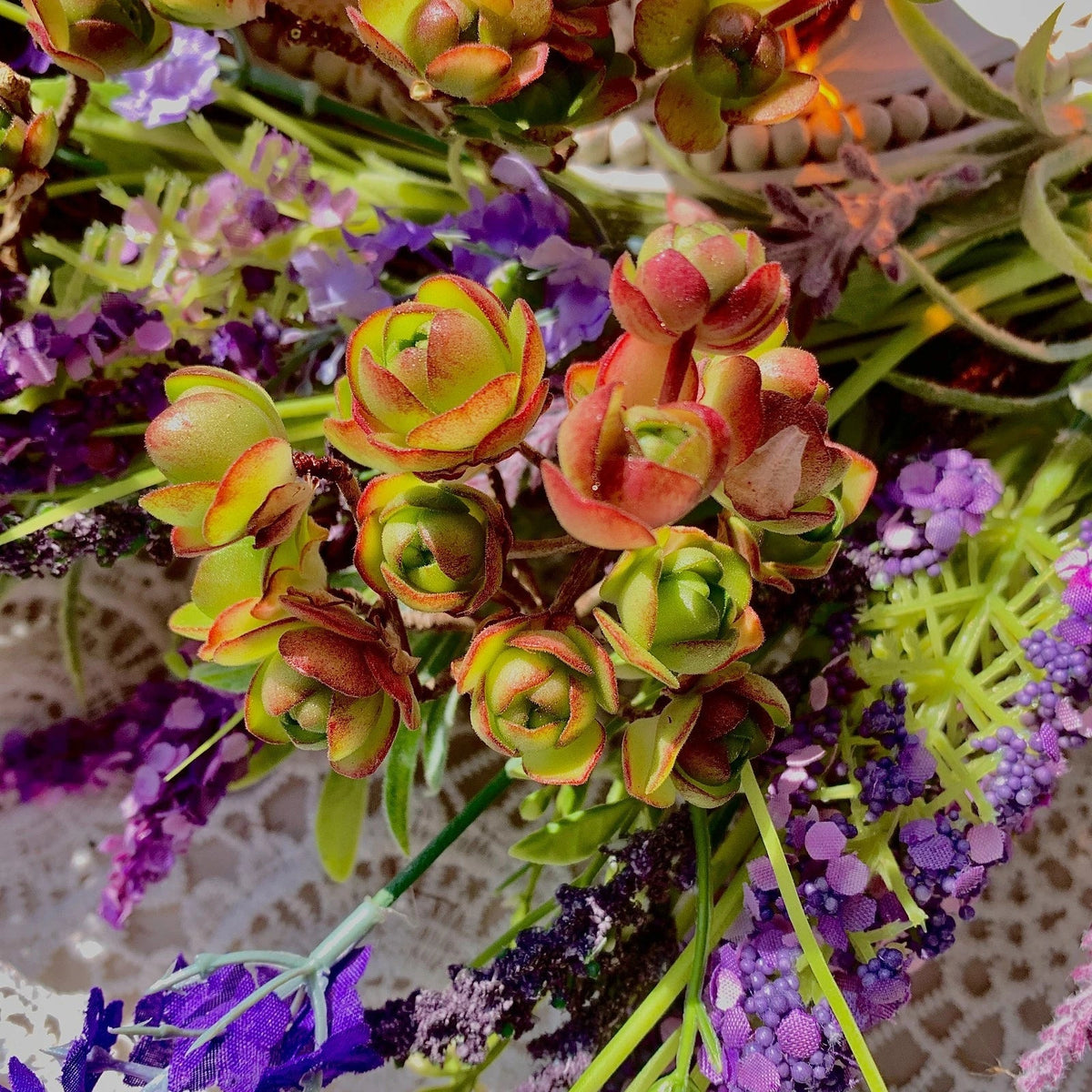 Live Aeonium Saundersii Succulent - Bare Root Plant, Unique Wedding Favors, Succulent Variety