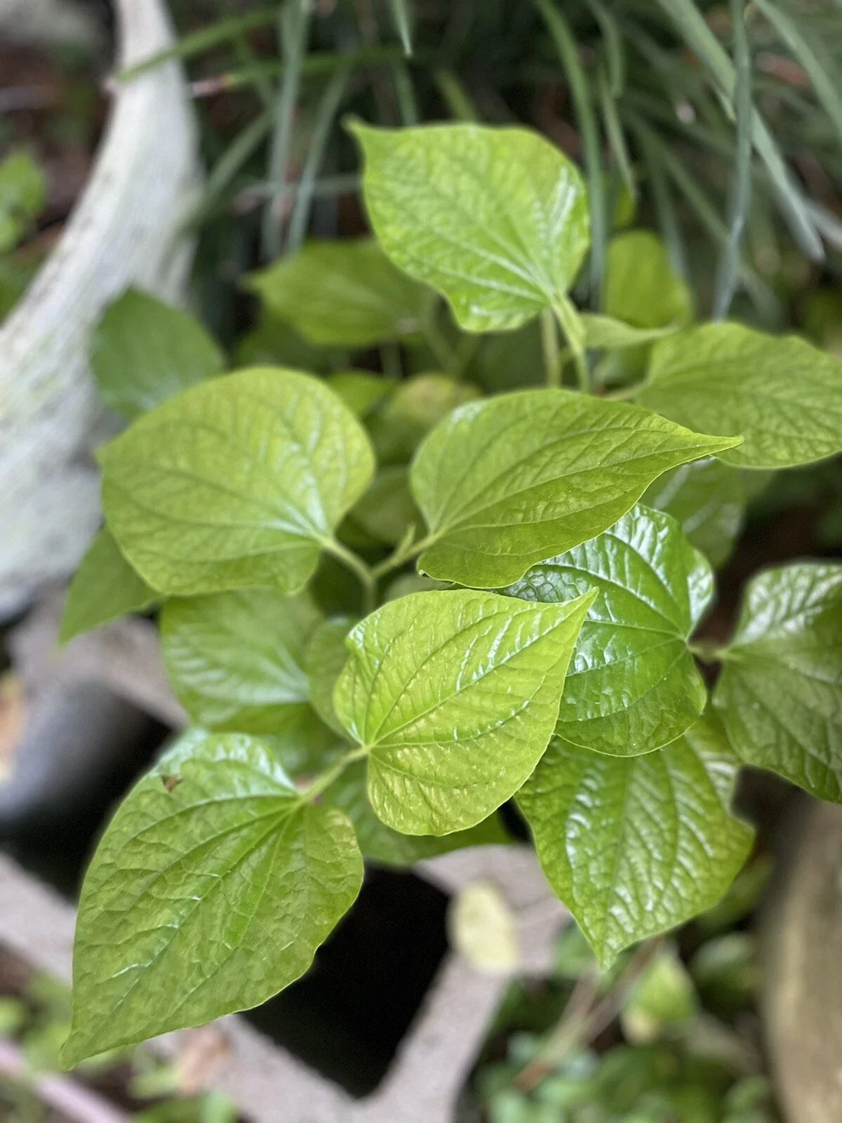 Organic Piper Lolot Plant 12"+ - Lá Lốt (ใบชะพลู) - Live Bare Root Herb