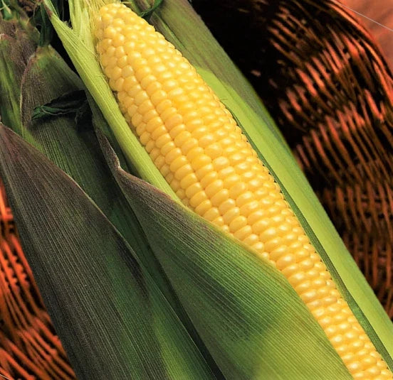 Kandy Korn Yellow Sweet Corn Seeds | Red Husk EH Hybrid | Untreated Vegetable Seeds | Zea Mays