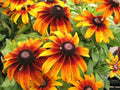 Gloriosa Daisy Seeds - 2001+ Native Wildflower, Deer Proof, Flower Garden, Container - Rudbeckia hirta