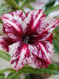 Desert Rose Seeds - 4 White Purple Adenium Obesum - Exotic Perennial Flower Seeds