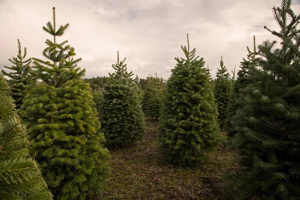 Christmas Tree Seeds 50 Count Balsam Fir Abies Balsamea for Planting
