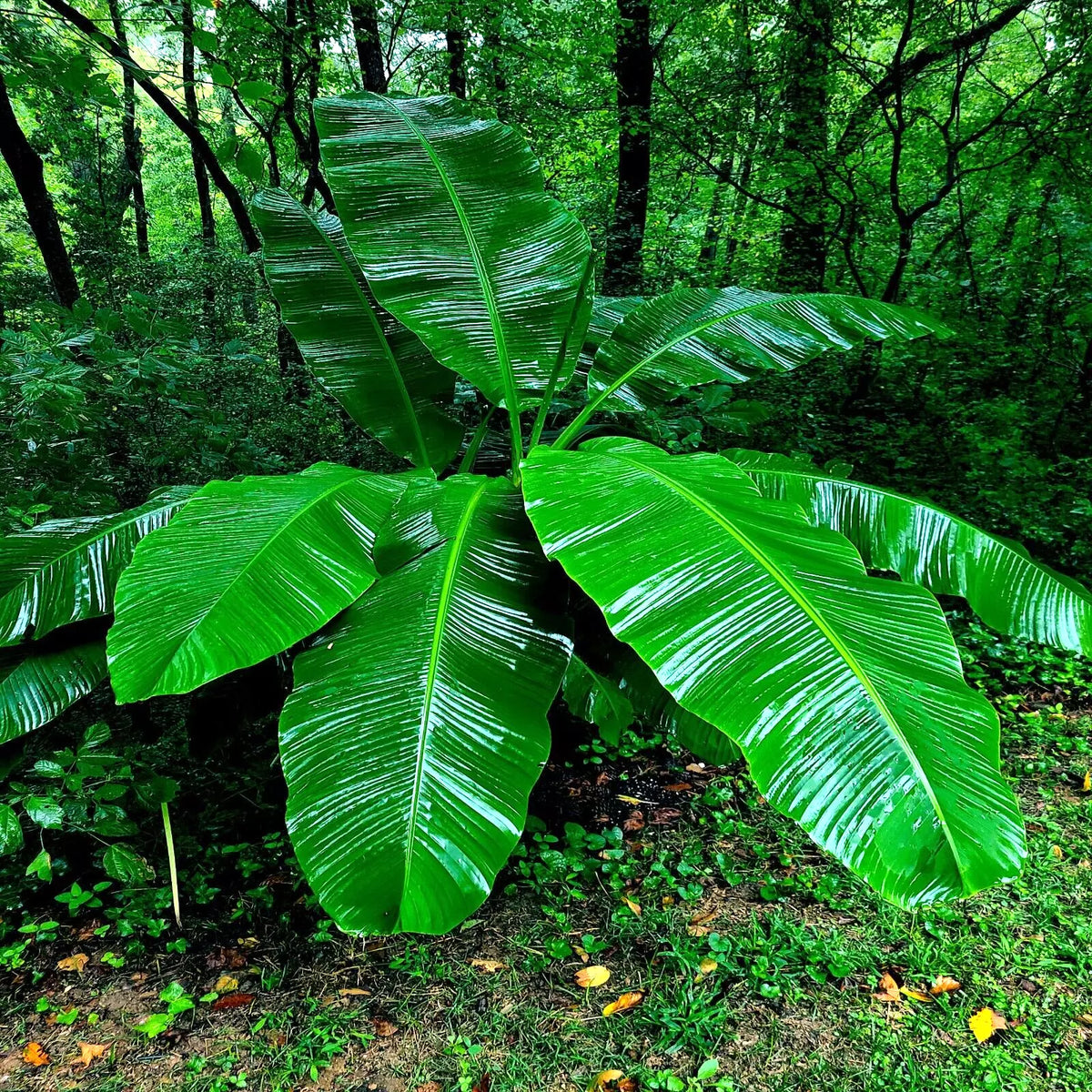 Dwarf Cavendish Banana Tree Seeds - 10 Pack - Musa acuminata - Hardy Tropical Fruit Plant