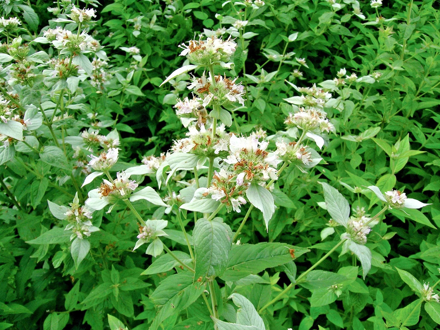 Mountain Mint Seeds - 500+ Pack - Native Wildflower Edible Herb - Drought Tolerant, Shade Loving (Pycnanthemum virginianum)