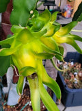 Rooted Israeli Yellow Dragon Fruit Cutting - 1 Cutting 8-10 Inch - Pitaya (Hylocereus megalanthus)
