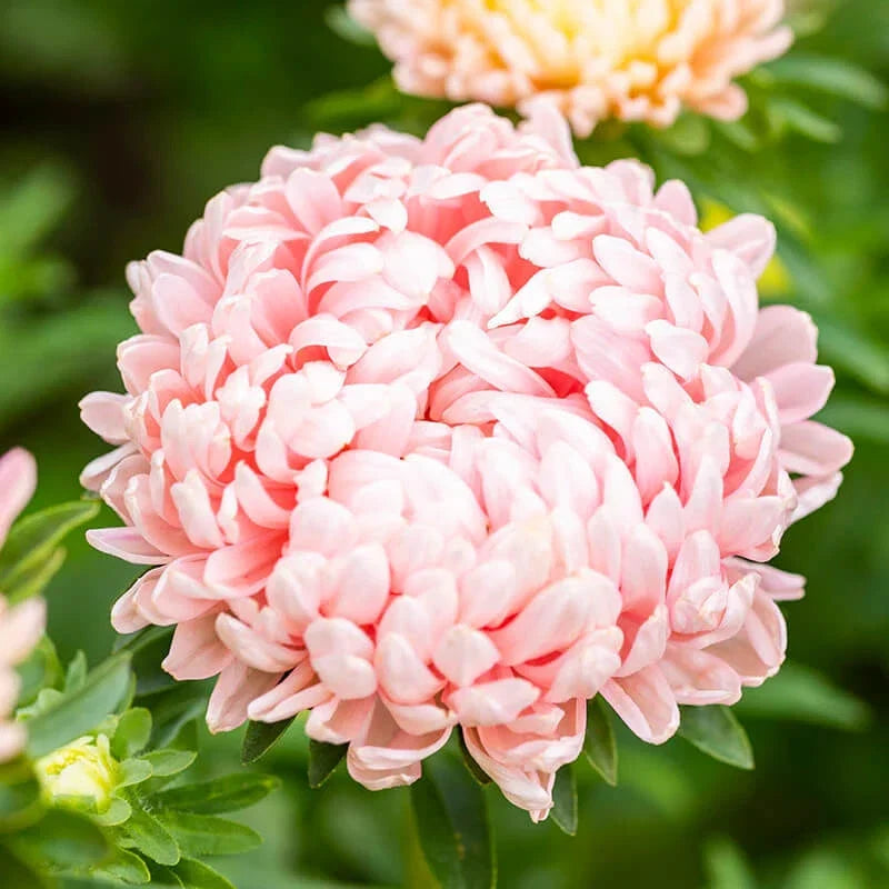 Peony Seeds | 50 Duchess Apricot Aster | Paeony - High-Quality Flower Seeds for Garden Planting