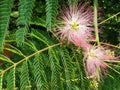 Pink Mimosa Tree Cuttings 6-8" | Albizia julibrissin | Attracts Honey Bees, Butterflies & Hummingbirds